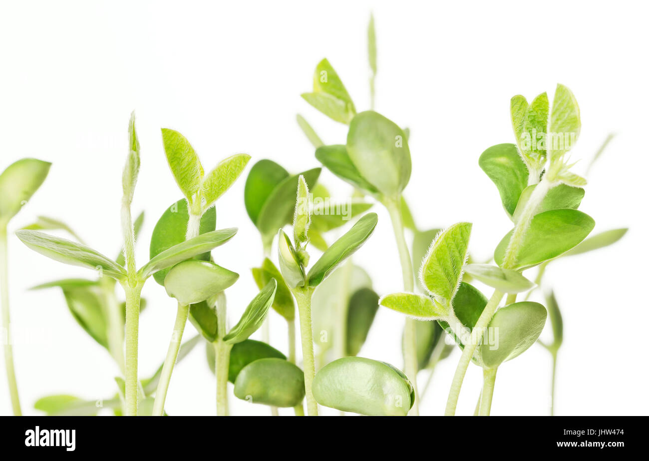 Soybean seedlings on white background. Young Soya bean plants, sprouts and leafs of germinated Glycine max, a legume, oilseed and pulse. Cotyledons. Stock Photo