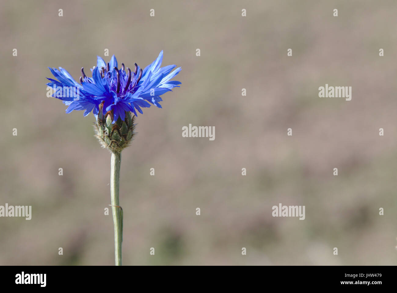 Bachelor's button (Centaurea cyanus) in a field Stock Photo