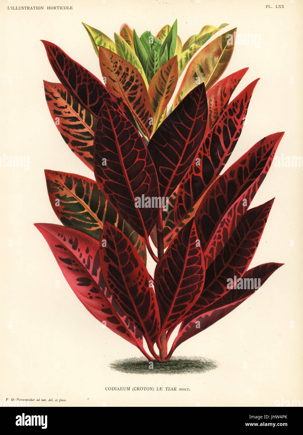 Codiaeum hybrid, le Tzar, Codiaeum variegatum. Drawn and chromolithographed by Pieter de Pannemaeker from Jean Linden's l'Illustration Horticole, Brussels, 1888. Stock Photo