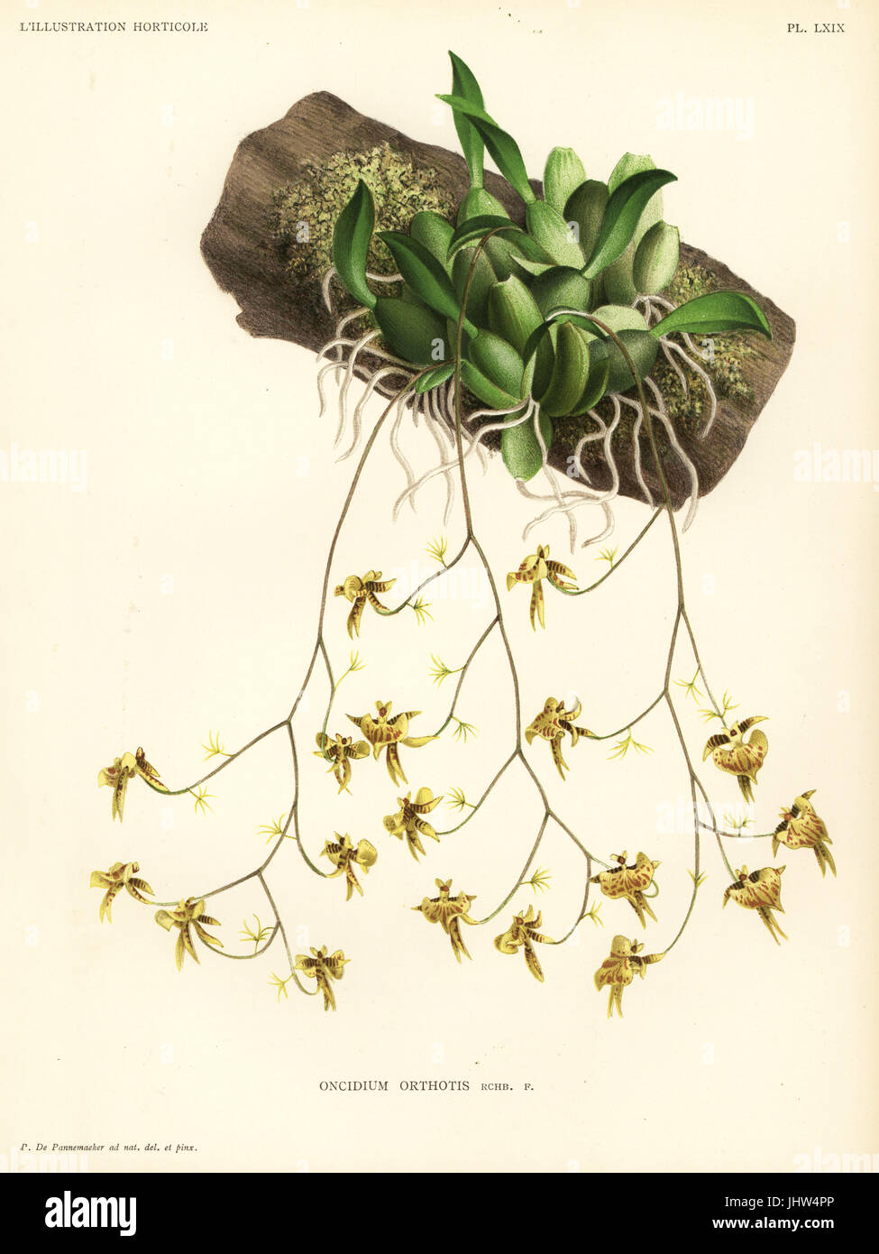 Oncidium orthotis orchid. Drawn and chromolithographed by Pieter de Pannemaeker from Jean Linden's l'Illustration Horticole, Brussels, 1888. Stock Photo