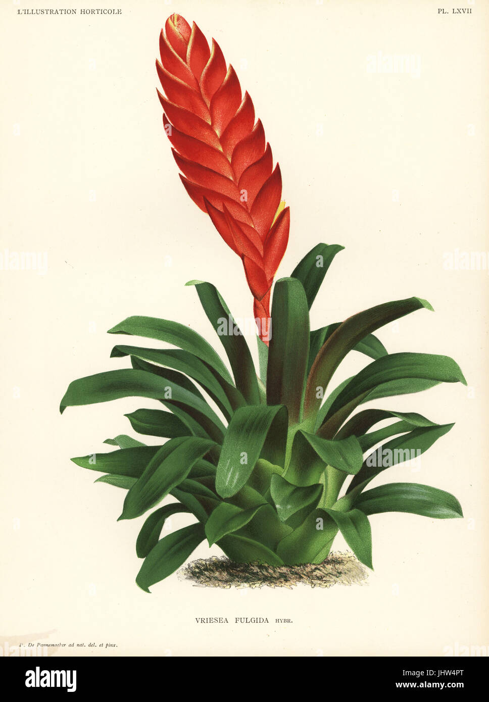 Duval's vriesea, Vriesea duvaliana, hybrid produced by L. Duval from Vriesea carinata x Vriesea brachystachys. Drawn and chromolithographed by Pieter de Pannemaeker from Jean Linden's l'Illustration Horticole, Brussels, 1888. Stock Photo