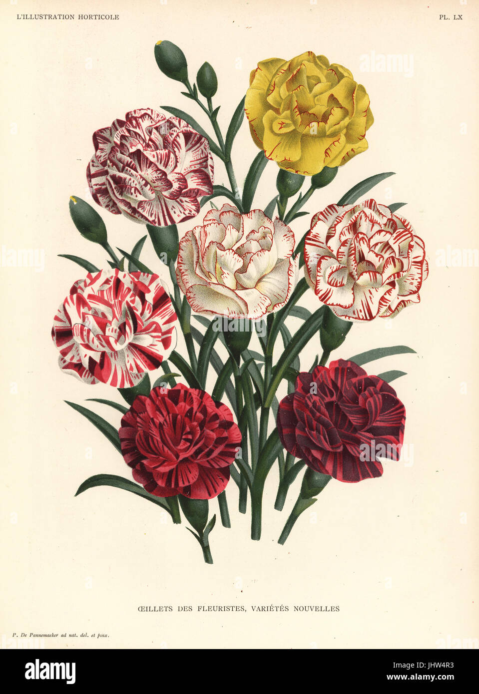 Carnation varieties, Dianthus caryophyllus. Drawn and chromolithographed by Pieter de Pannemaeker from Jean Linden's l'Illustration Horticole, Brussels, 1888. Stock Photo