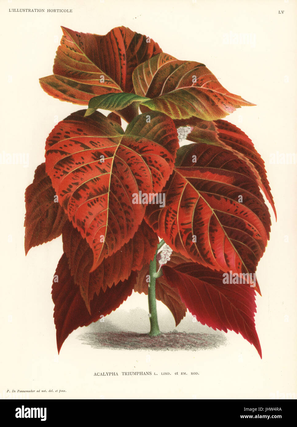 Acalypha wilkesiana foliage plant (Acalypha triumphans). Drawn and chromolithographed by Pieter de Pannemaeker from Jean Linden's l'Illustration Horticole, Brussels, 1888. Stock Photo