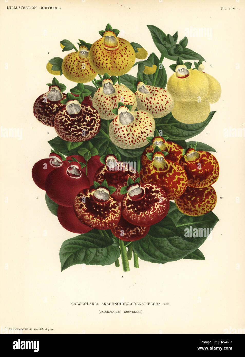 Lady's purse varieties, Calceolaria arachnoidea (Calceolaria arachnoideo-crenatiflora). Drawn and chromolithographed by Pieter de Pannemaeker from Jean Linden's l'Illustration Horticole, Brussels, 1888. Stock Photo
