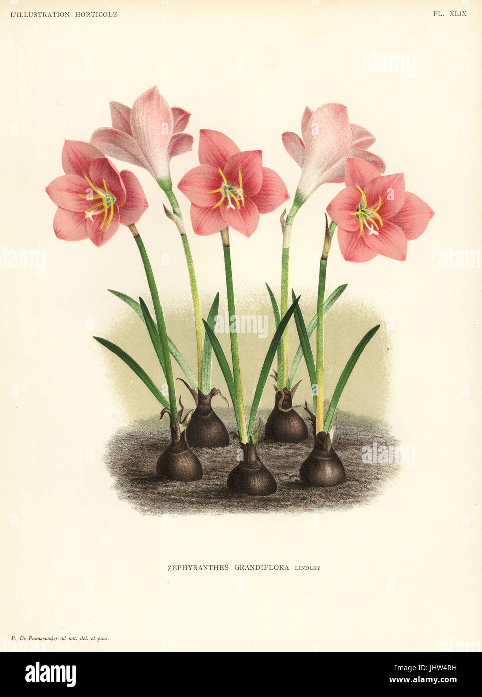 Zephyranthes minuta (Zephyranthes grandiflora). Drawn and chromolithographed by Pieter de Pannemaeker from Jean Linden's l'Illustration Horticole, Brussels, 1888. Stock Photo