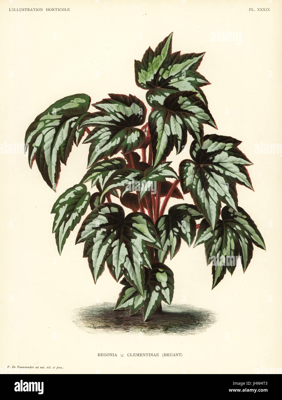 Princess Clementine's begonia, Begonia discolor x rex cv. clementinae. Drawn and chromolithographed by Pieter de Pannemaeker from Jean Linden's l'Illustration Horticole, Brussels, 1888. Stock Photo