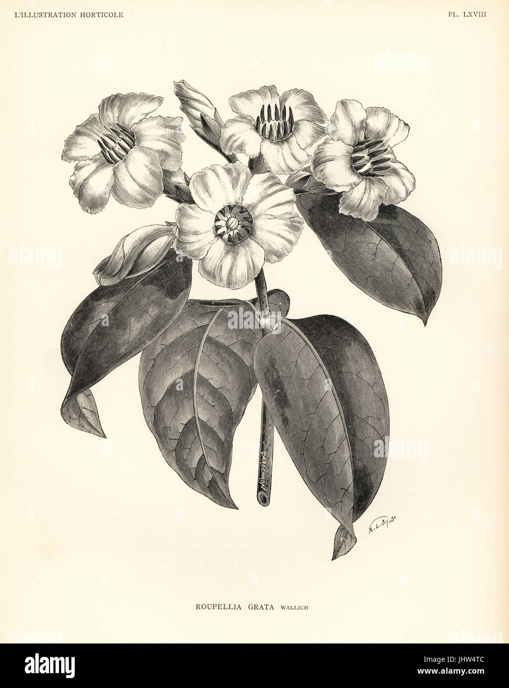 Strophanthus gratus (Roupellia grata). Woodcut by A. E. Smith after an illustration by Gardchron from Jean Linden's l'Illustration Horticole, Brussels, 1888. Stock Photo