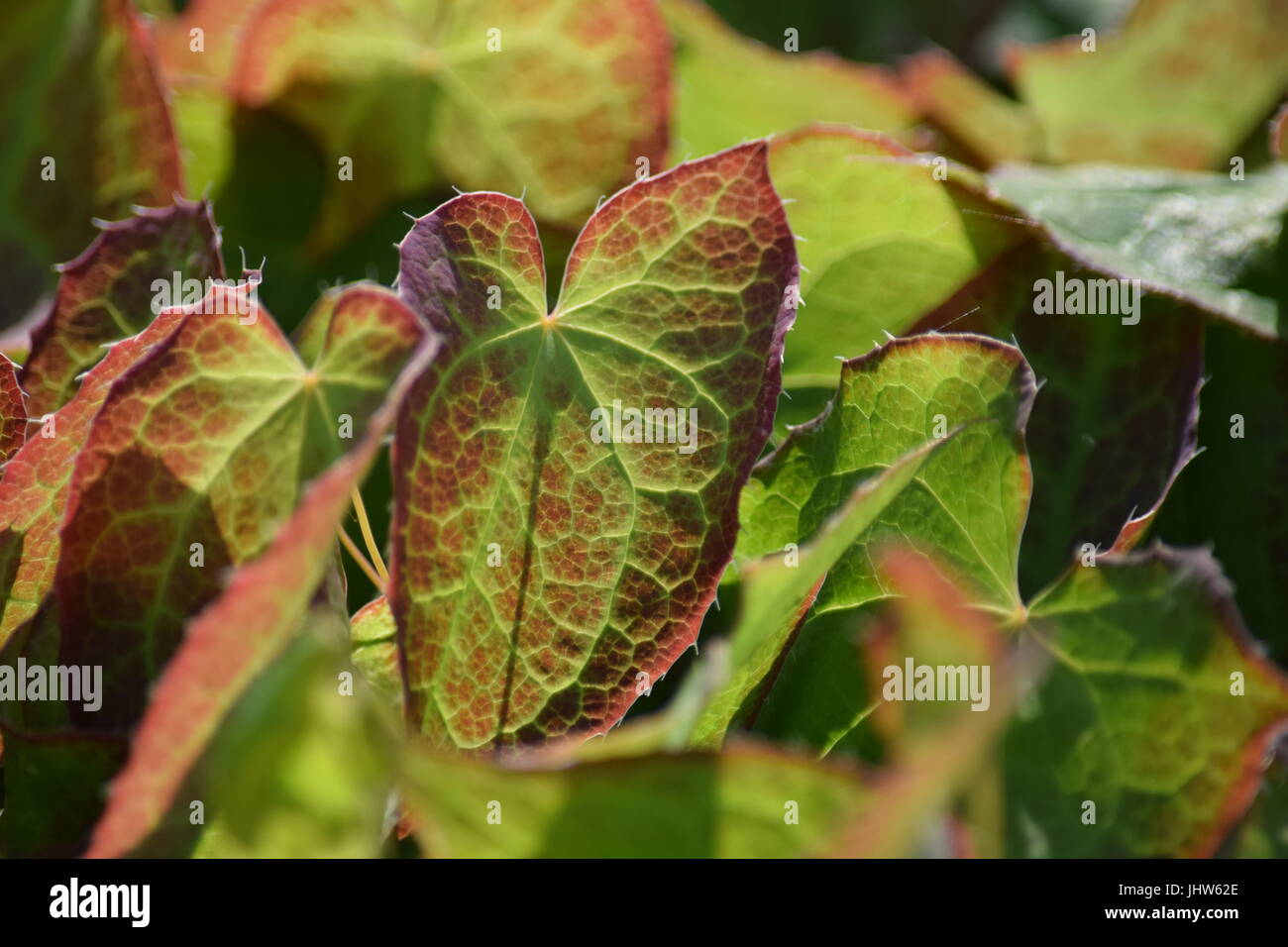 Leaves of Epimedium x rubrum Stock Photo