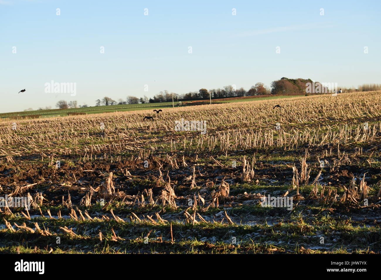 Stubble in a field Stock Photo - Alamy