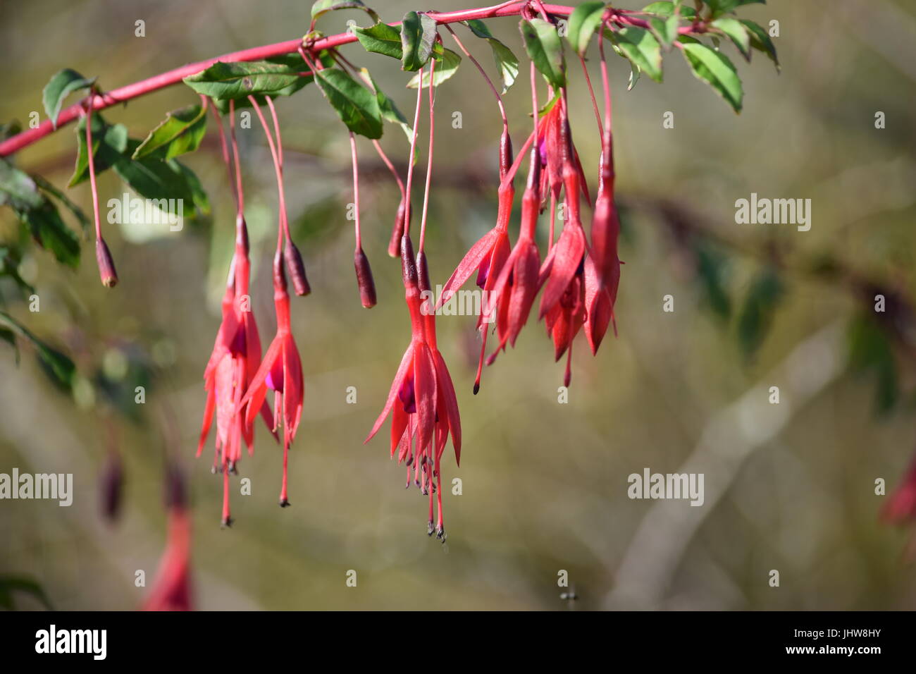Fuchsia flowers drooping Stock Photo Alamy