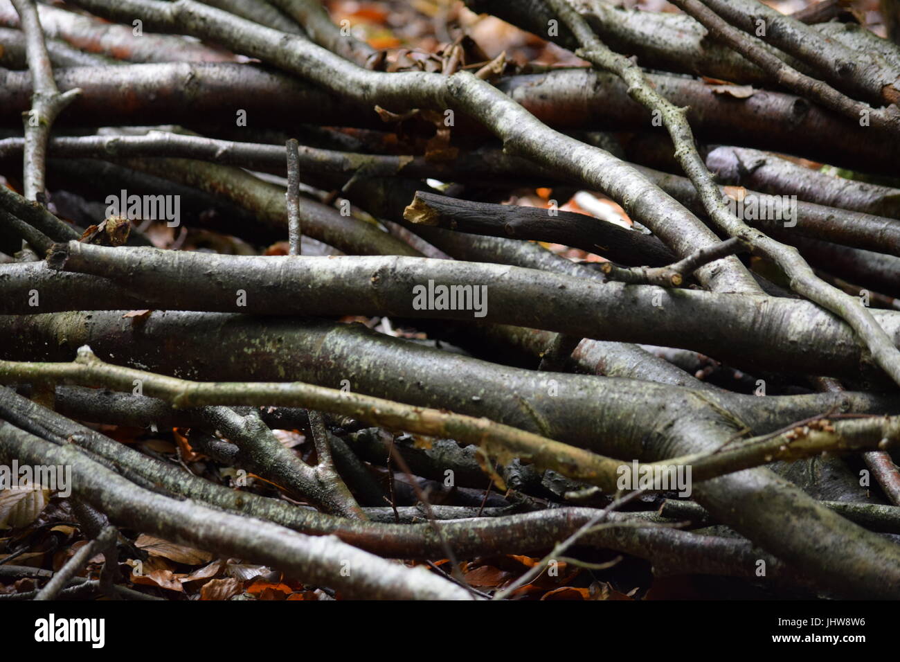 Bundle of sticks Stock Photo