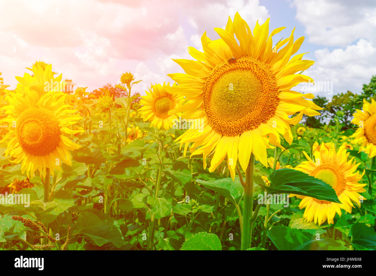 field of blooming sunflowers Stock Photo - Alamy