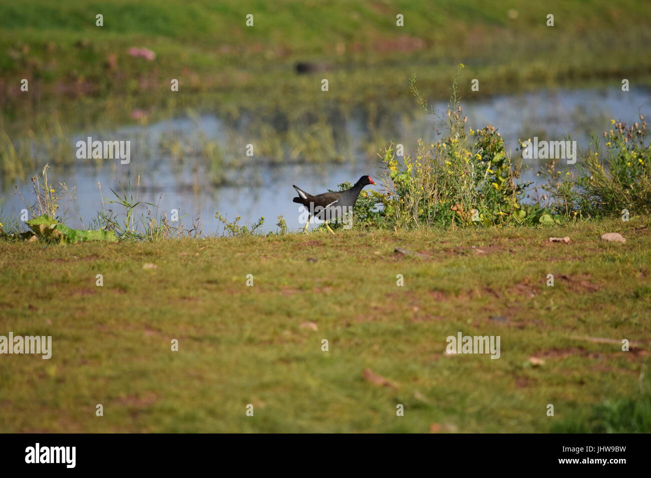 Moorhen running Stock Photo