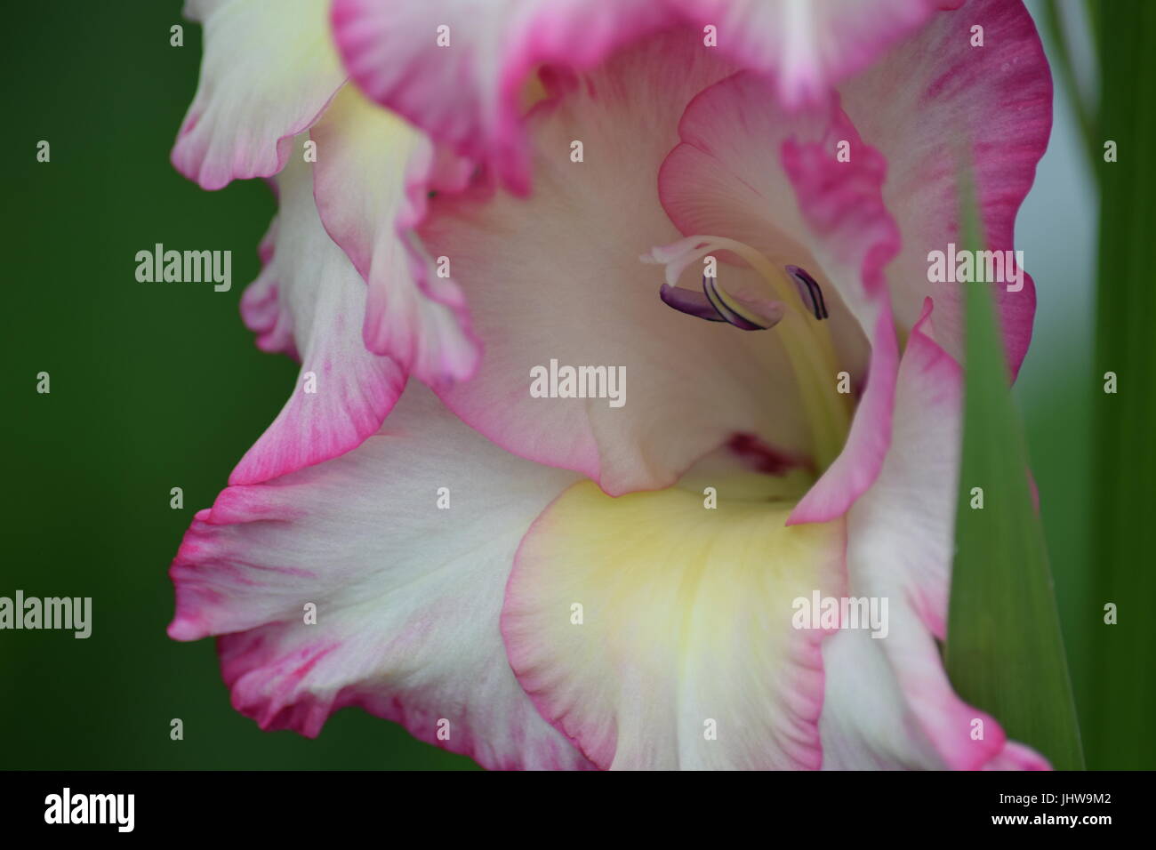 Pink and white gladiolus flower Stock Photo - Alamy
