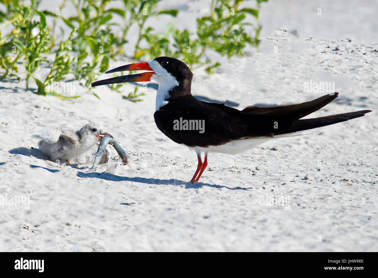 Black Skimmer Feeding Chick Needlefish Stock Photo Alamy