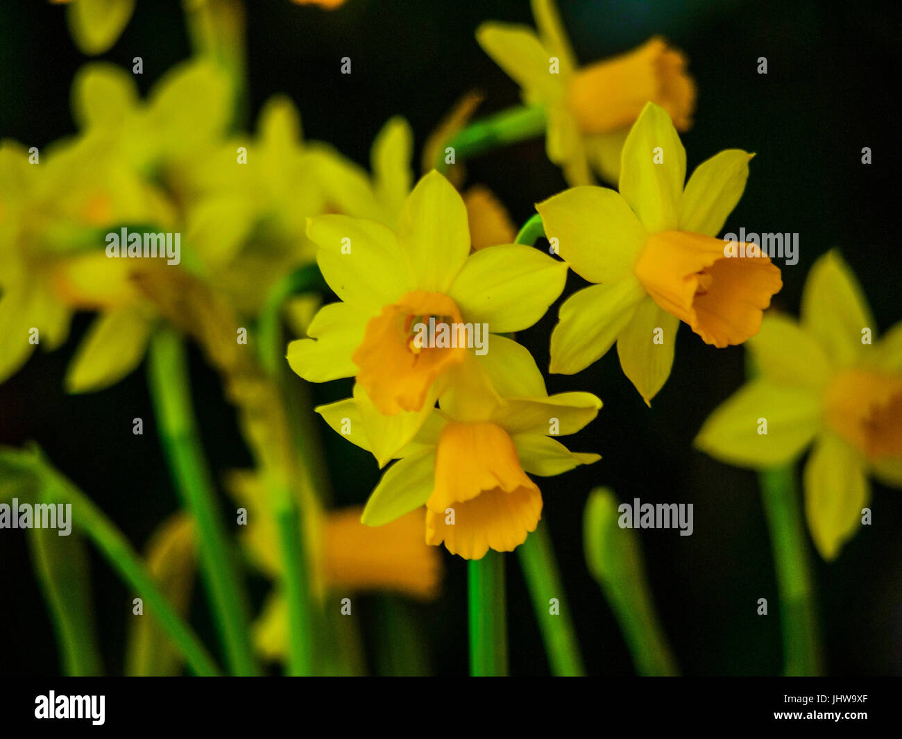 Daffodils in Spring time. Stock Photo