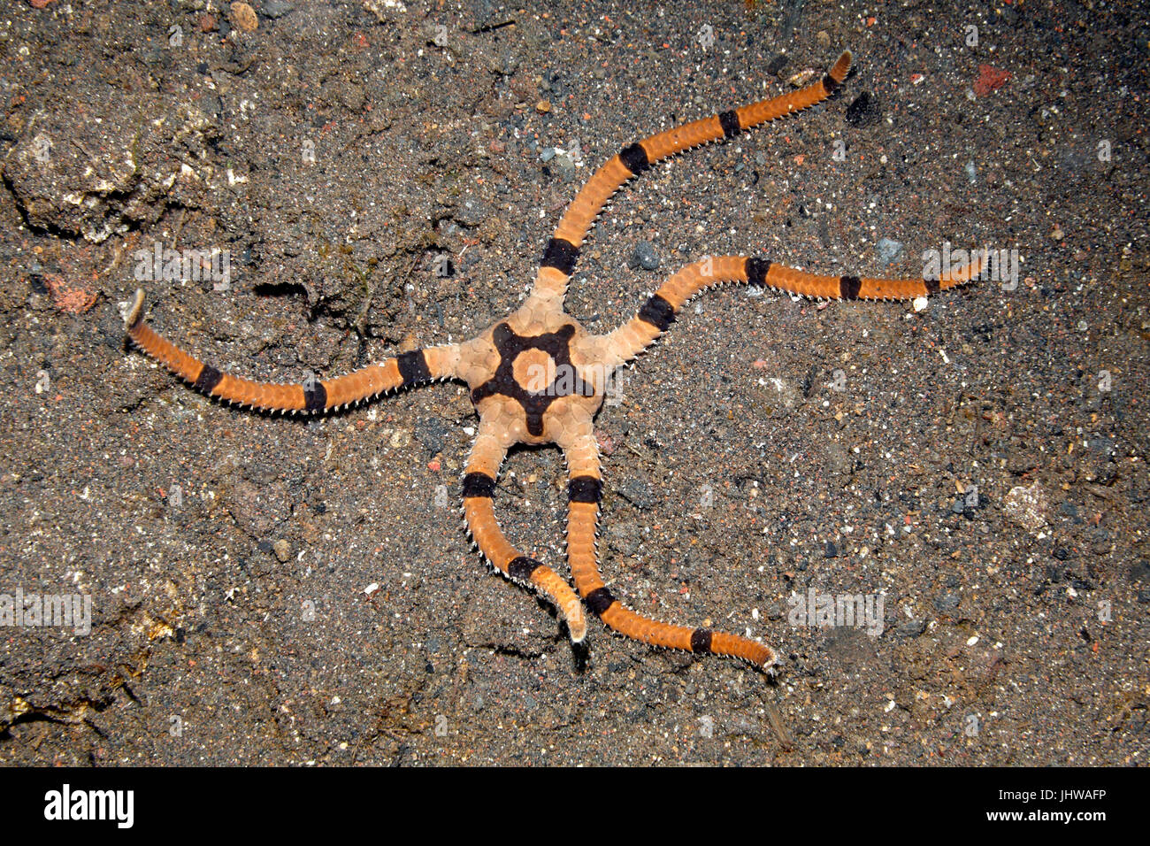 Superb Brittle star, also known as Banded Brittle Star, Ophiolepis