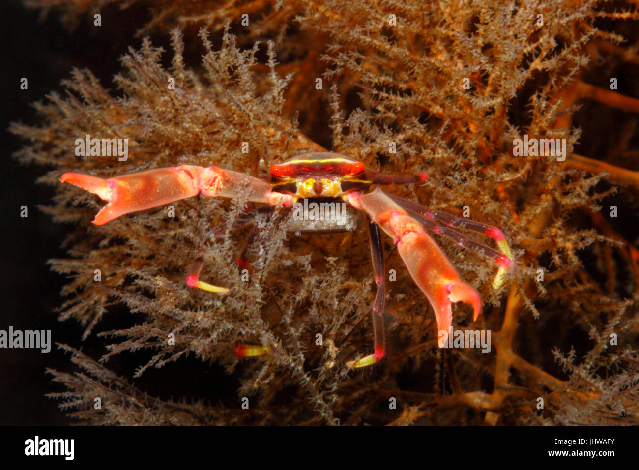 Black coral crab, Quadrella maculosa. Female with Eggs. Tulamben, Bali, Indonesia. Bali Sea, Indian Ocean Stock Photo