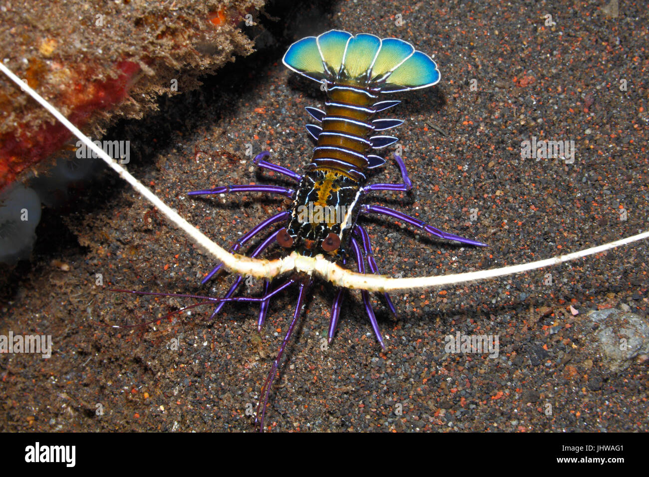 Painted Crayfish, Panulirus versicolor. Juvenile. Also known as Spiny Lobster, Painted Rock Lobster, Common Rock Lobster, Bamboo Lobster, Blue Lobster Stock Photo