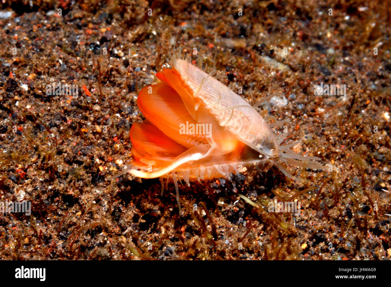 File Shell, Limaria sp. Possibly Fragile File Shell, Limaria fragilis. Tulamben, Bali, Indonesia. Bali Sea, Indian Ocean Stock Photo
