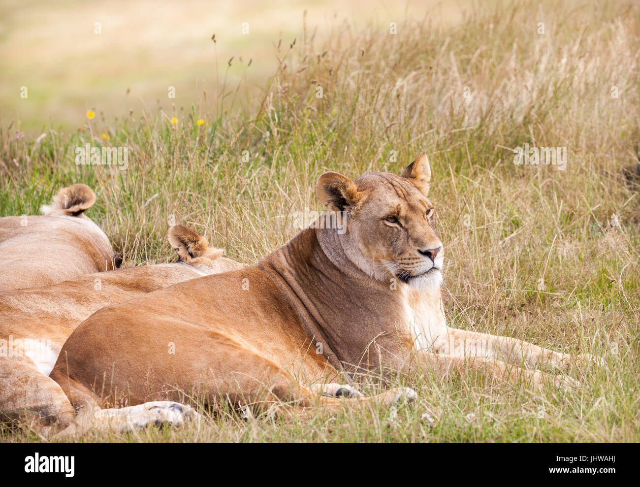 Lions At Woburn Safari Park Stock Photo Alamy lions-at-woburn-safari-park-stock-photo-alamy