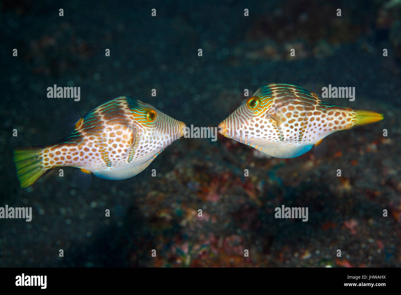 Valentines Puffer, also known as Valentines Sharp Nosed Puffer and Black-Saddled Toby, Canthigaster valentini. Two males fighting. Stock Photo