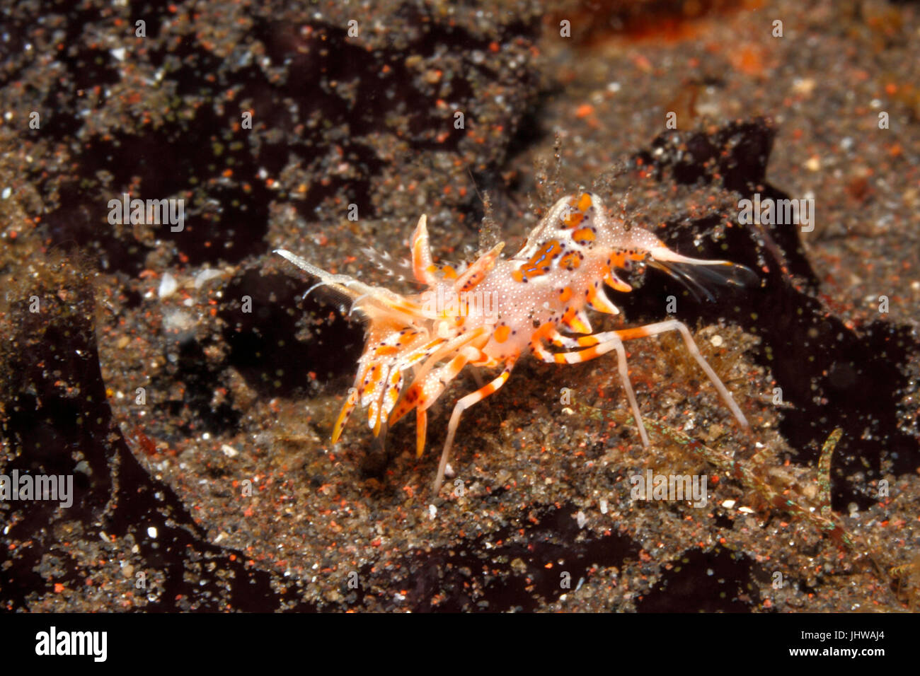 Spiny Tiger Shrimp, Phyllognathia ceratophthalma. Also known as a Bongo Shrimp. Tulamben, Bali, Indonesia. Bali Sea, Indian Ocean Stock Photo