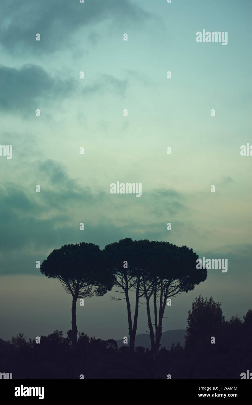 Pine trees silhouette hi-res stock photography and images - Alamy