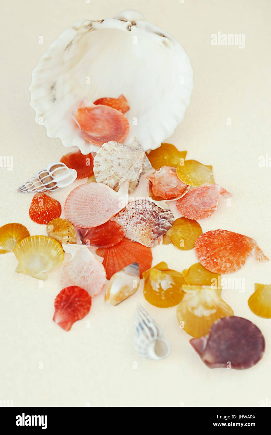 Small colorful seashells scattered on white background Stock Photo