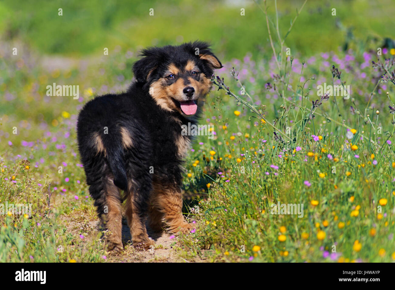 Why Does Dog Stand On Me