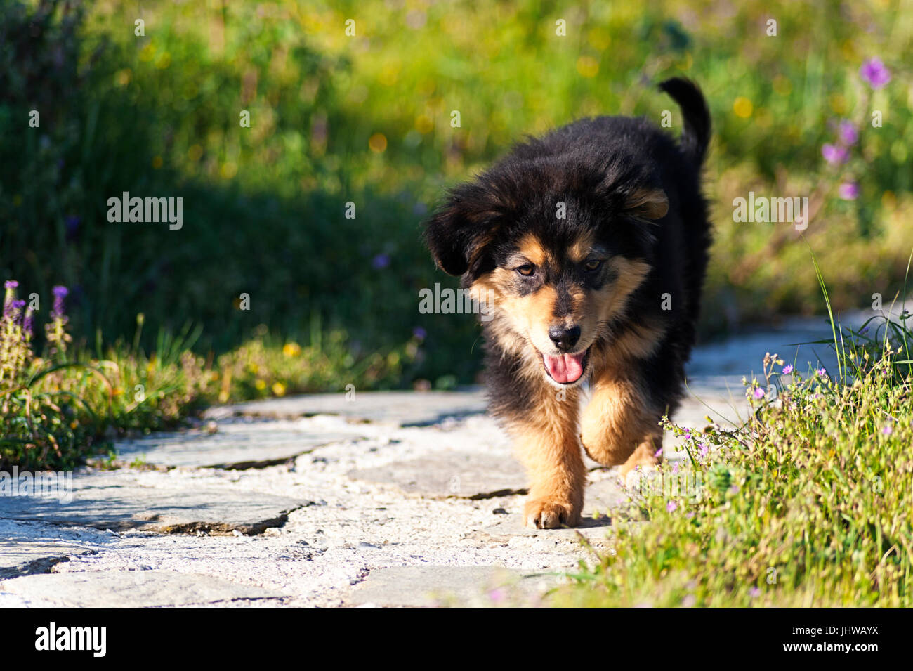 Front view of a puppy walking towards the camera Stock Photo