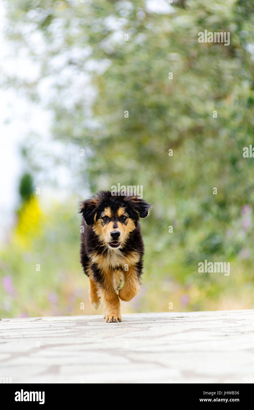 Front view of a puppy running towards the camera Stock Photo