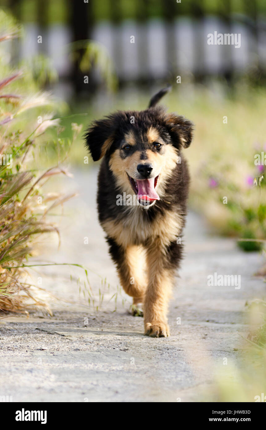 Front view of a puppy running towards the camera Stock Photo