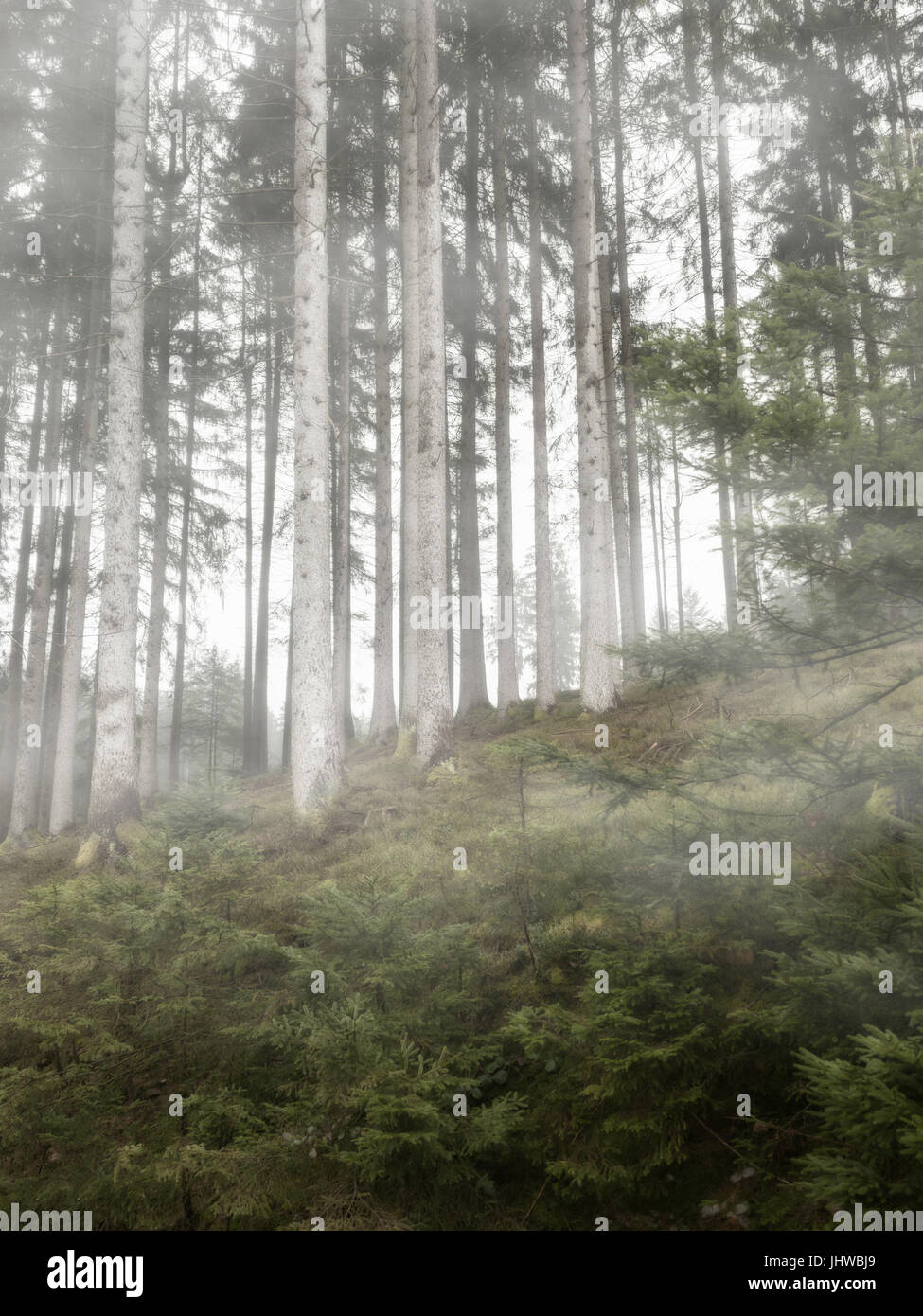 In the forest with fog in the morning Stock Photo - Alamy