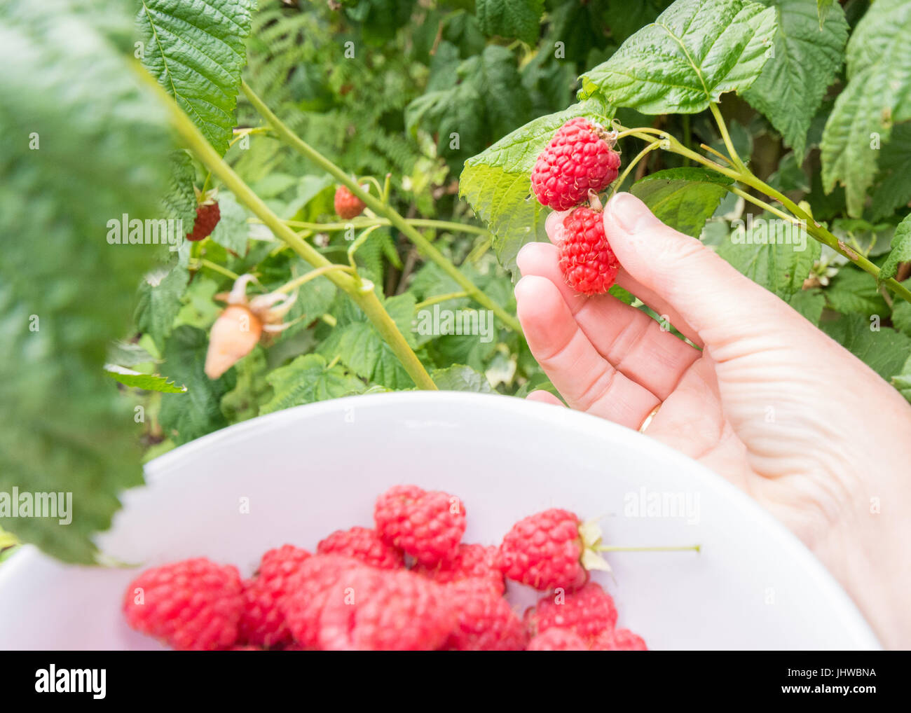 picking raspberries in garden pov - female hand and bowl Stock Photo