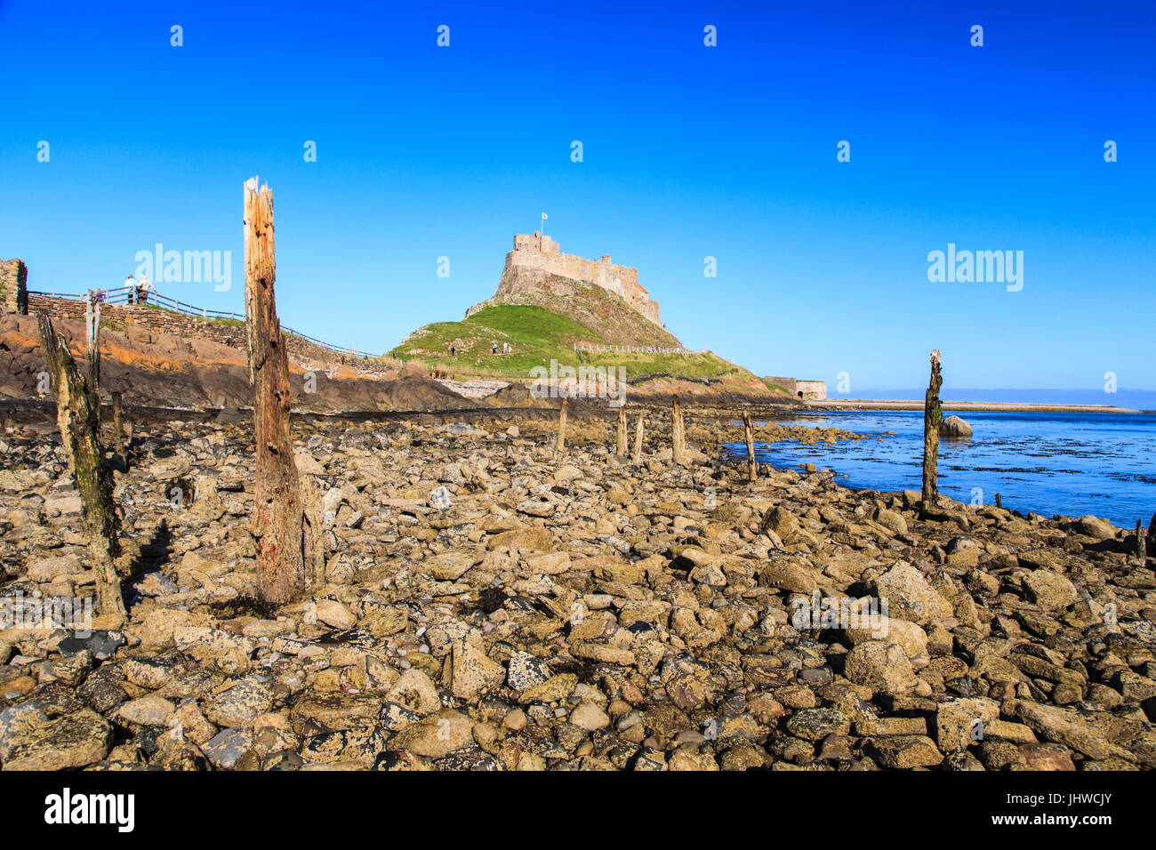 Decaying wooden timbers of the old boat jetty on Holy Island with Lindisfarne Castle in the background, England Stock Photo