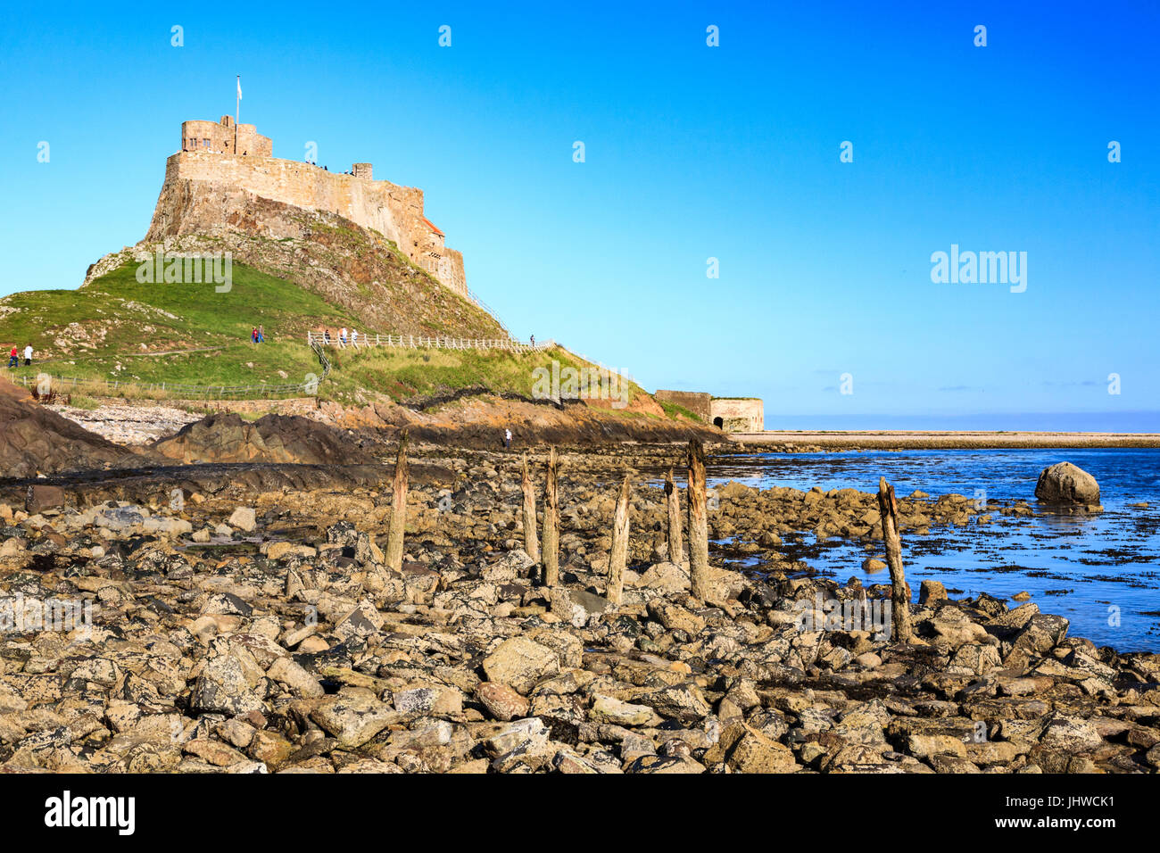 Decaying wooden timbers of the old pier on Holy Island with Lindisfarne Castle in the background, England Stock Photo
