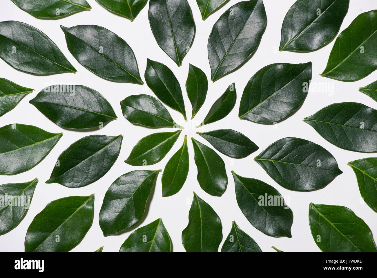Green leaves pattern hi-res stock photography and images - Alamy