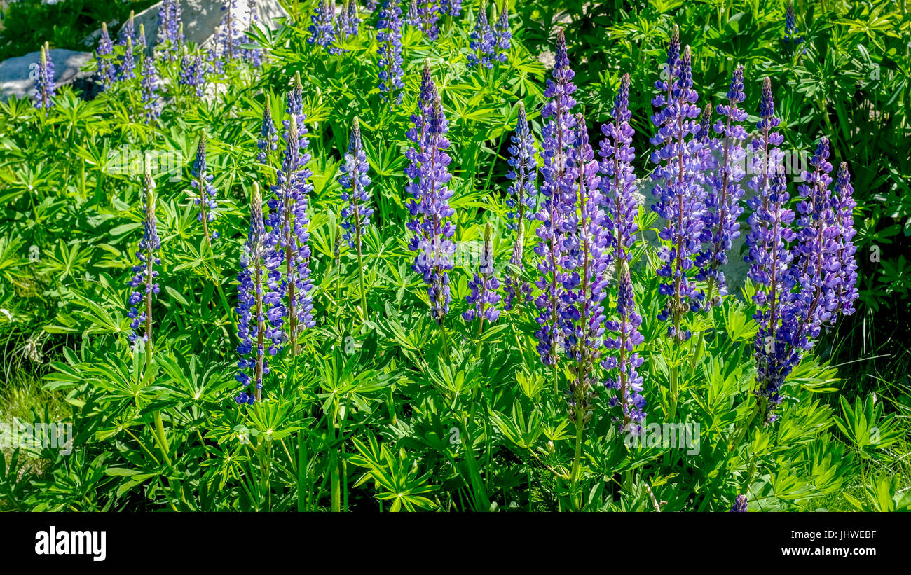 Glower garden filled with green and purple colors Stock Photo