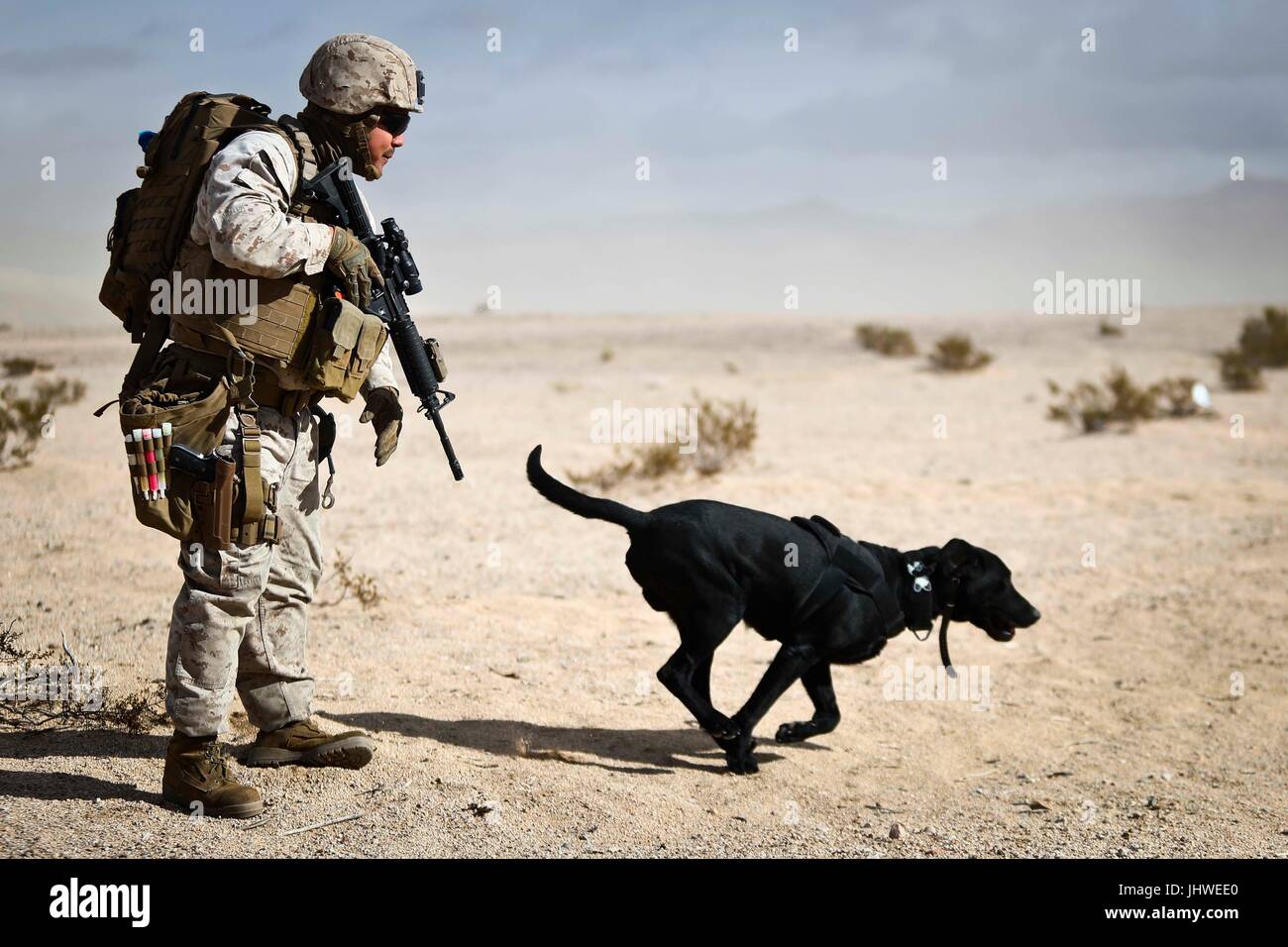 A U.S. Marine Corps soldier and his military working dog, Red, search for improvised explosive devices during an Integrated Training Exercise at the Marine Corps Air Ground Combat Center January 19, 2017 in Twentynine Palms, California.    (photo by Aaron S. Patterson via Planetpix) Stock Photo