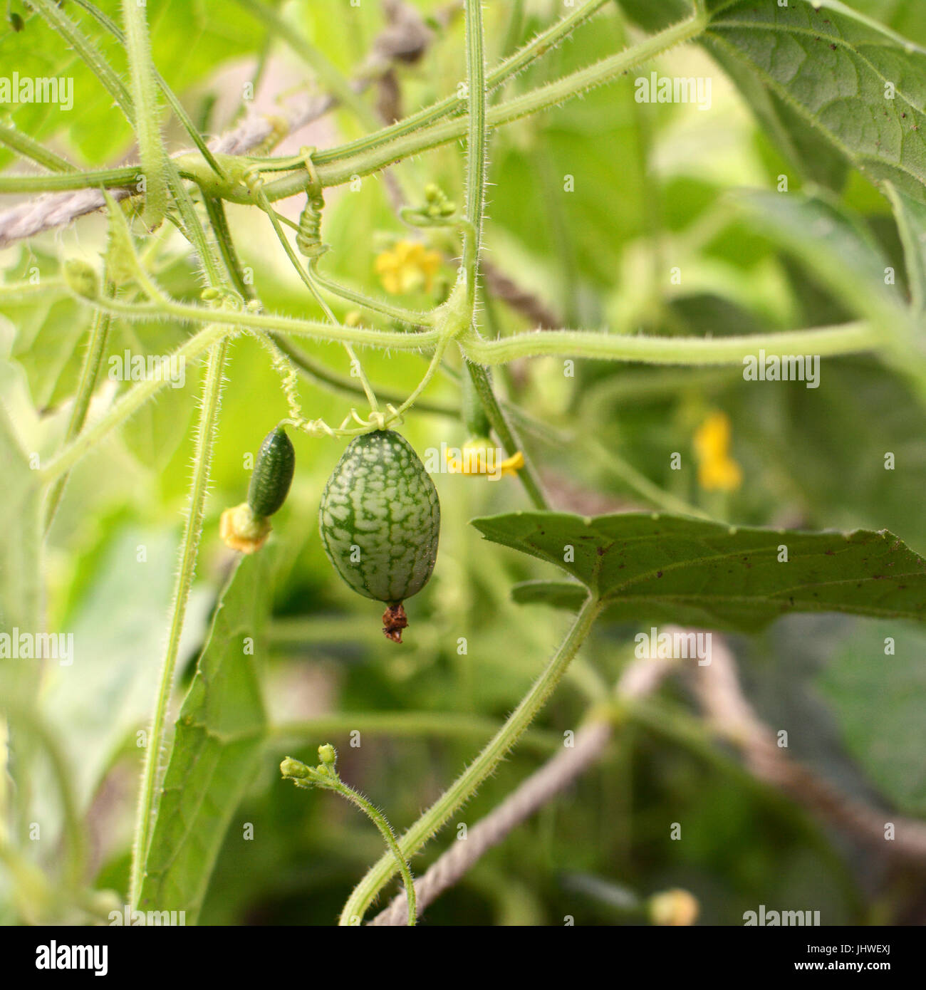 Grape-size cucamelon fruit hanging from melothria scabra vine among tendrils and leaves Stock Photo