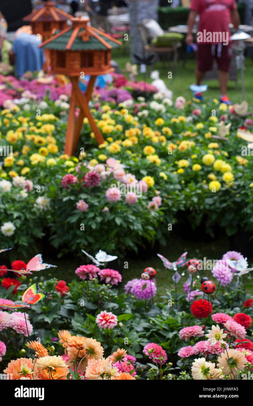 Garden flowers for sale at the farmers market in the park, Dublin