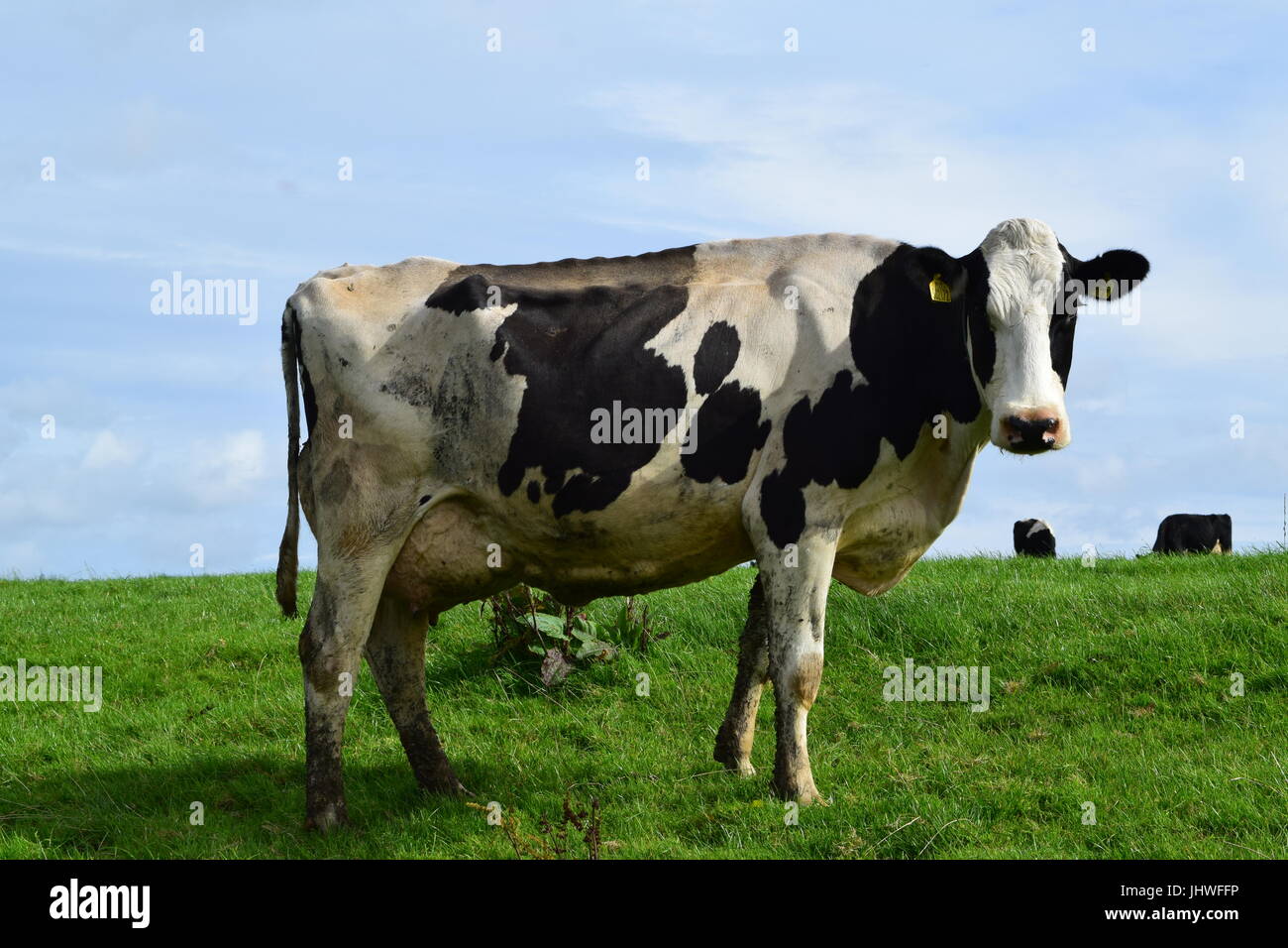 Black and white dairy cow Stock Photo - Alamy