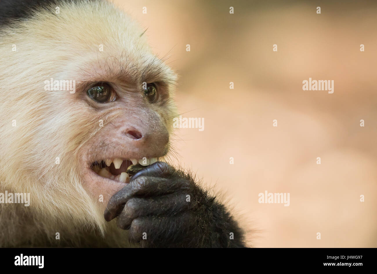 This Capuchin Monkey is threatening others to stay away as it bites a nut on the island of Roatán in Honduras. Stock Photo