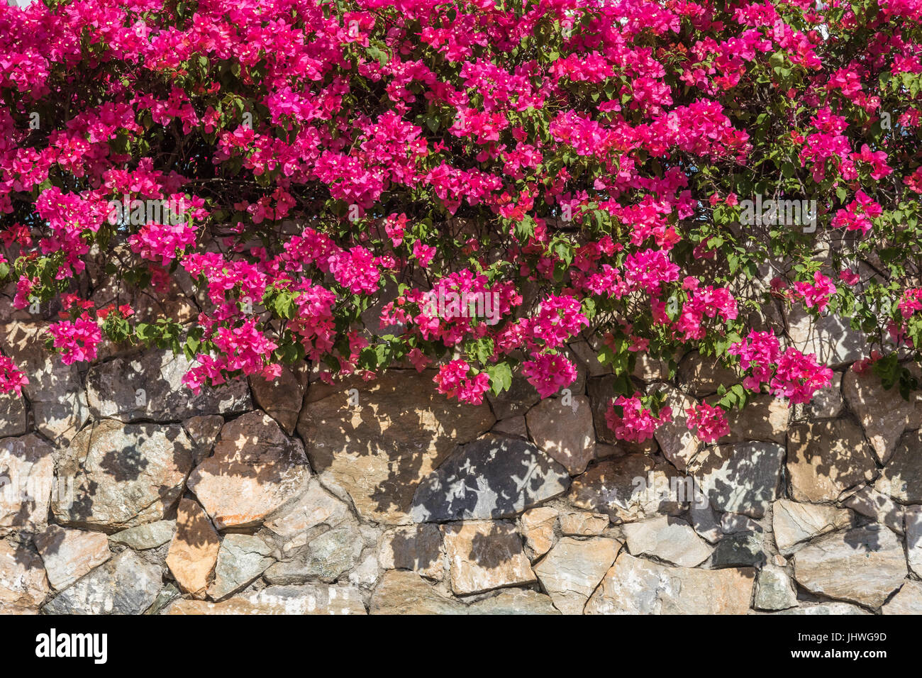 This hot pink bougainvillea casts strong shadows on a stone wall in Roatan, Honduras. Stock Photo