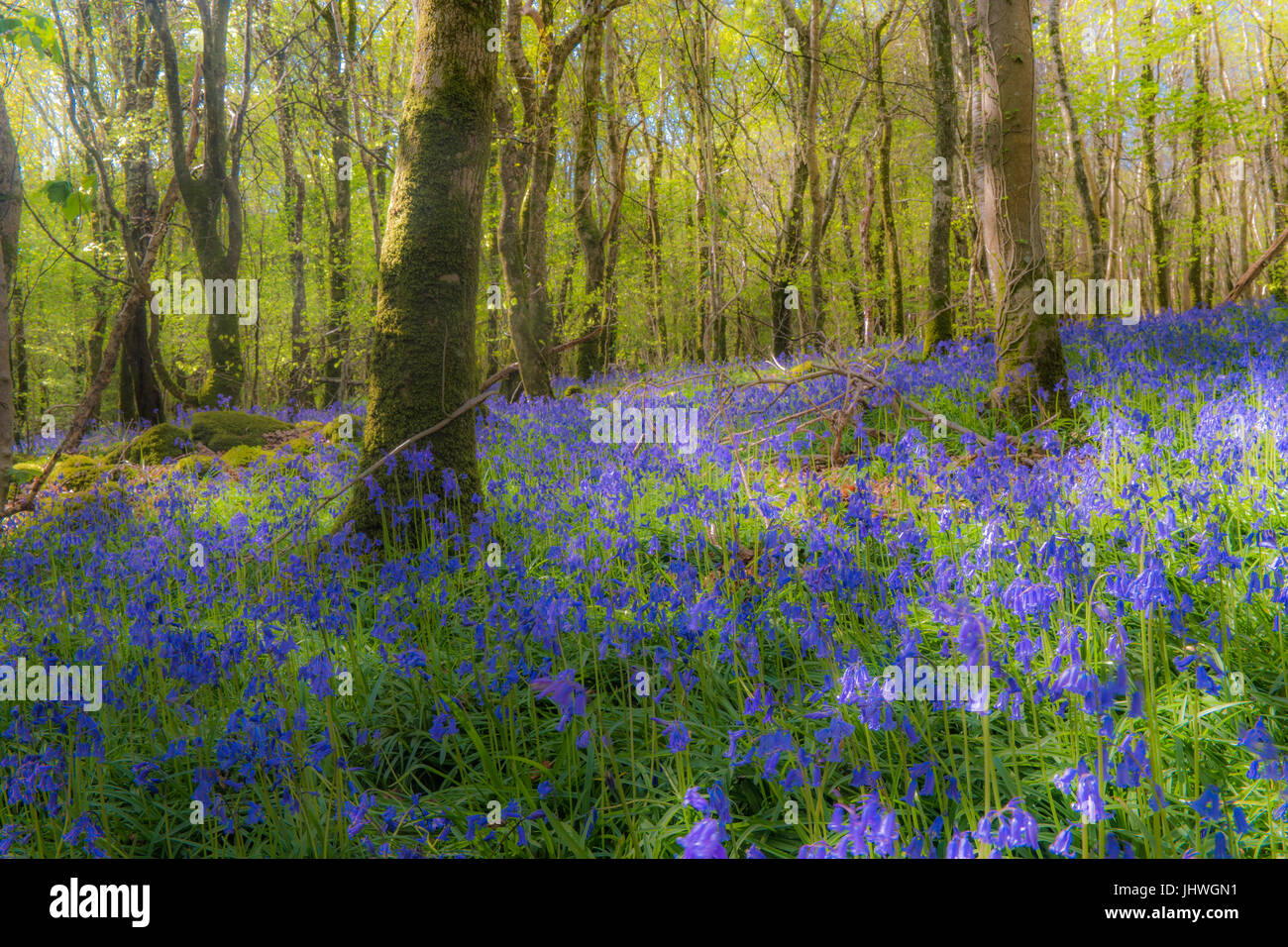 Bluebell blanket in wood in spring Stock Photo
