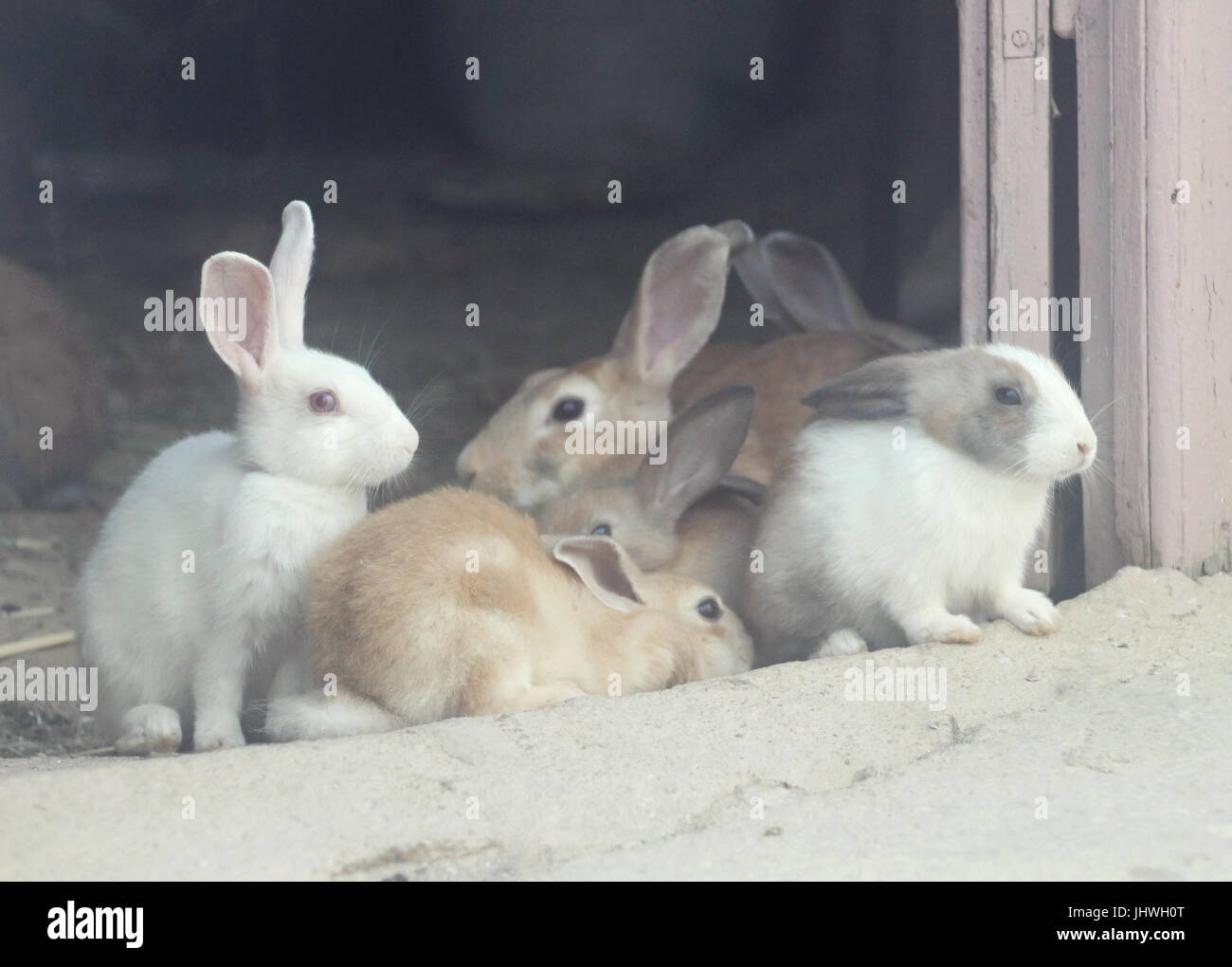 group of rabbits Stock Photo Alamy
