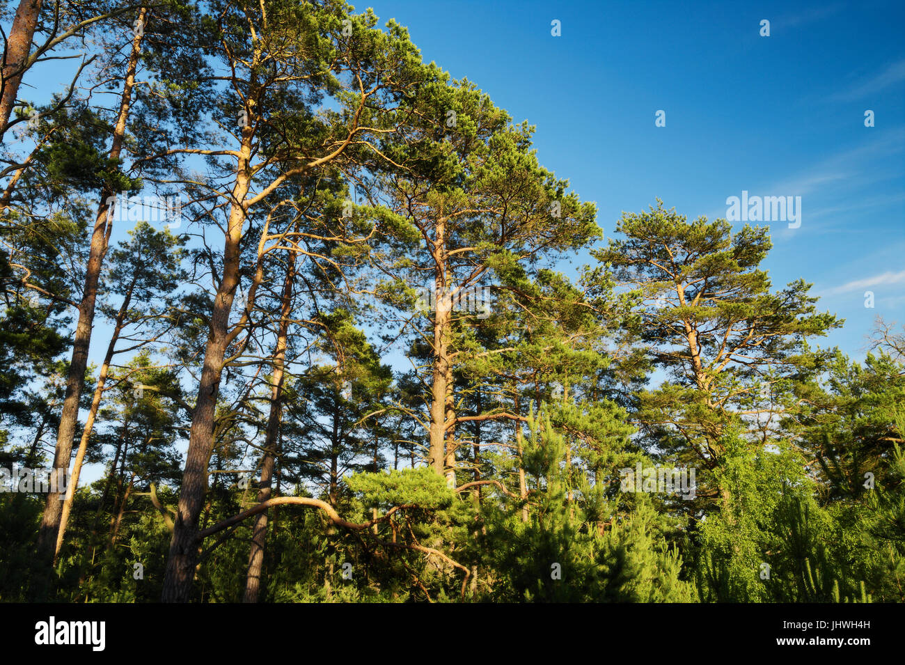 Scots or Scotch pine Pinus sylvestris trees growing in evergreen coniferous forest. Pomerania, Baltic coast, Poland. Stock Photo