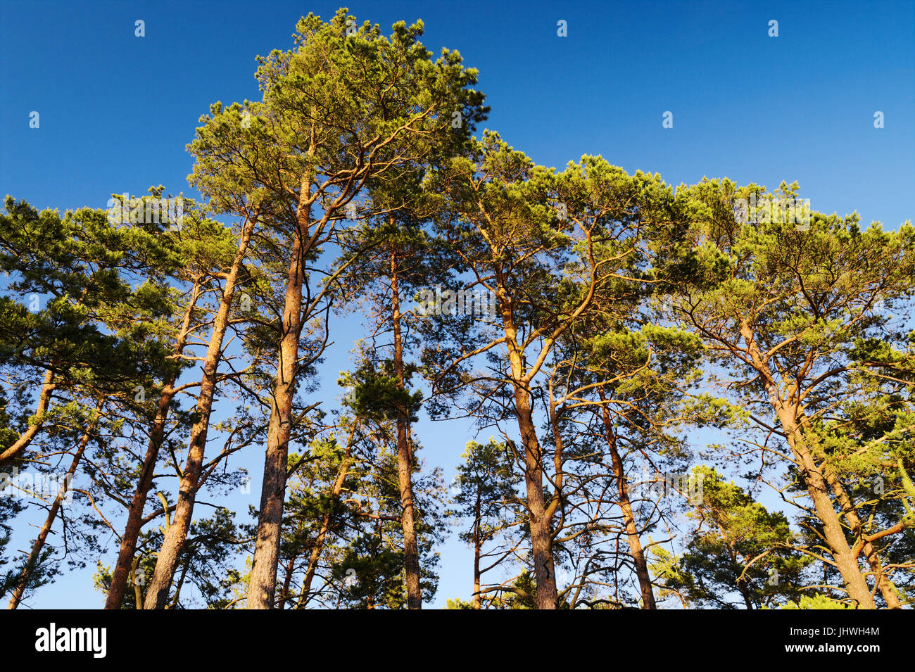 Crowns of Scots or Scotch pine Pinus sylvestris trees against blue sky. Group of tall pine trees growing in evergreen coniferous wood. Poland. Stock Photo