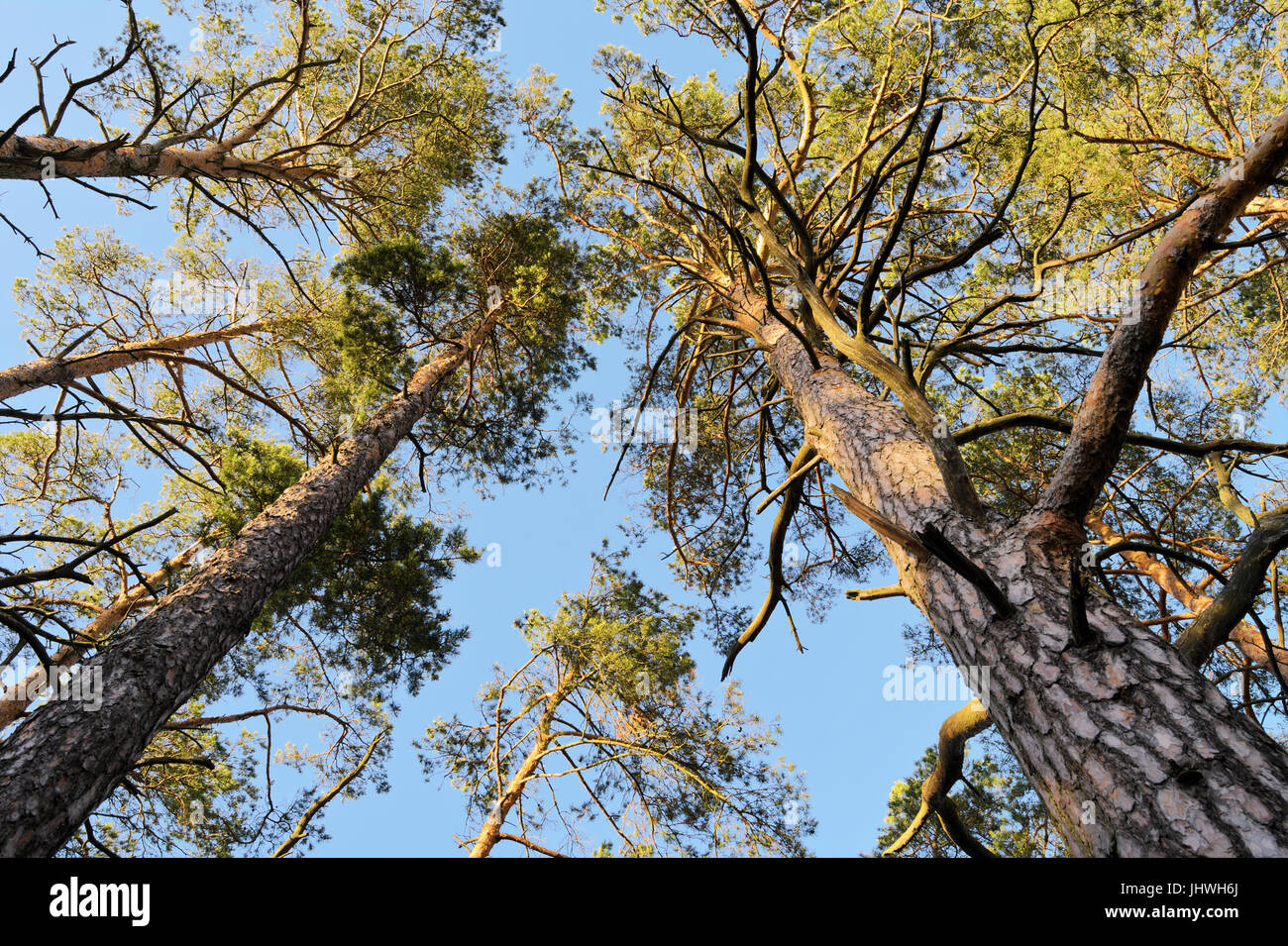 Crowns of Scots or Scotch pine Pinus sylvestris trees growing in evergreen coniferous wood. Forest canopy view from below. Pomerania, Poland. Stock Photo